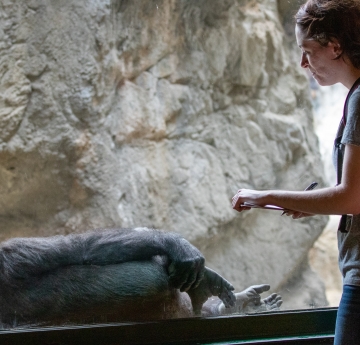 Student viewing gorilla through observation window.