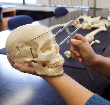 A skull being examined